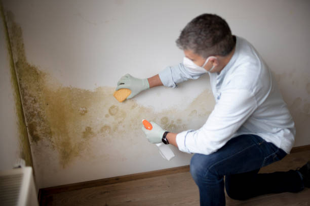 Biohazard Mold Removal in Punaluu, HI
