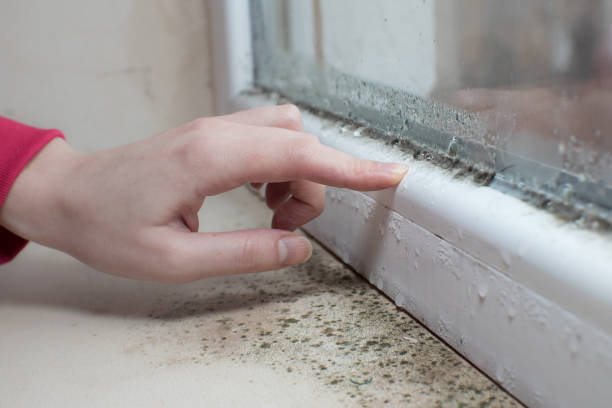 Best Residential Mold Inspection & Testing  in Punaluu, HI