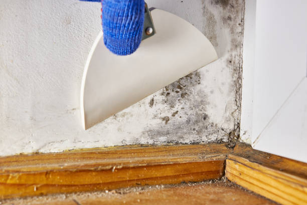 Best Mold Odor Removal Services  in Punaluu, HI